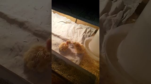 Инкубатор из холодильника смотреть онлайн