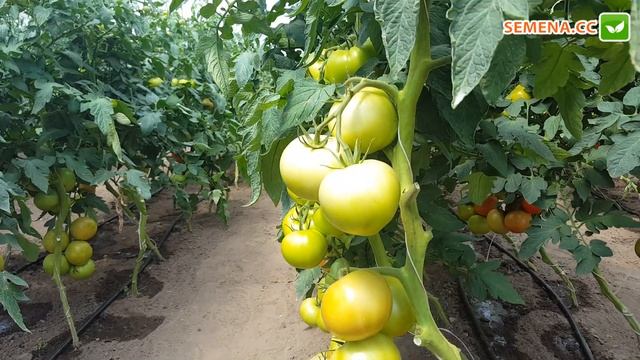 Томат Махітос F1 (Rijk Zwaan) Культура в полі смотреть онлайн