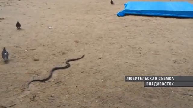 На детскую площадку во Владивостоке заползла змея смотреть онлайн