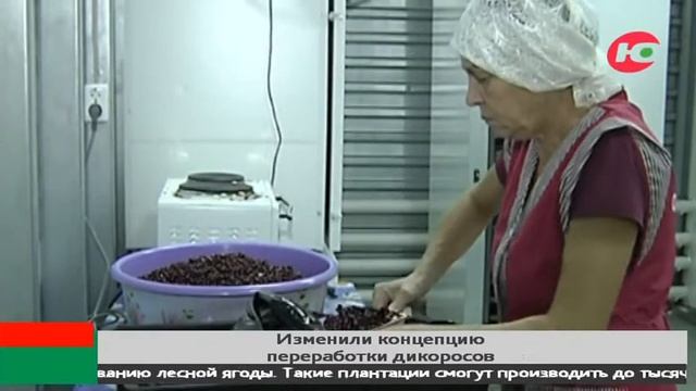 В ход пойдёт и шелуха, и шишки - в Югре намерены перерабатывать все виды дикоросов смотреть онлайн
