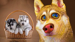 СПАСАЮ ХАСЯТ ОТ ВИРУСА!! (Хаски Бублик) Говорящая собака Mister Booble