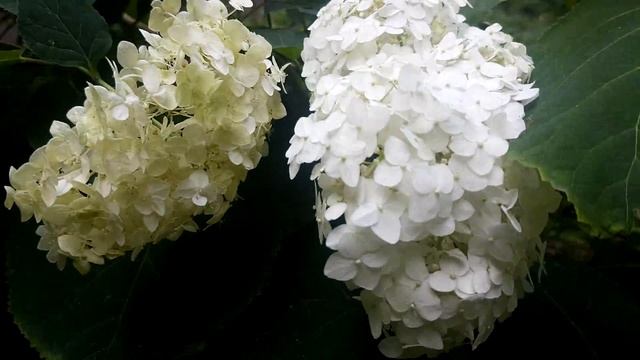 Белая Гортензия, садовый кустарник Hydrangea смотреть онлайн