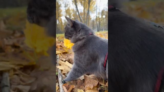 Унылая пора, очей очарованье…?? смотреть онлайн