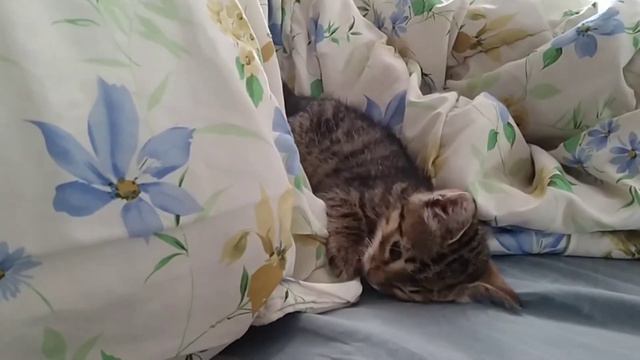 Приколы с котами. Кот Тимоха хочет спать. смотреть онлайн