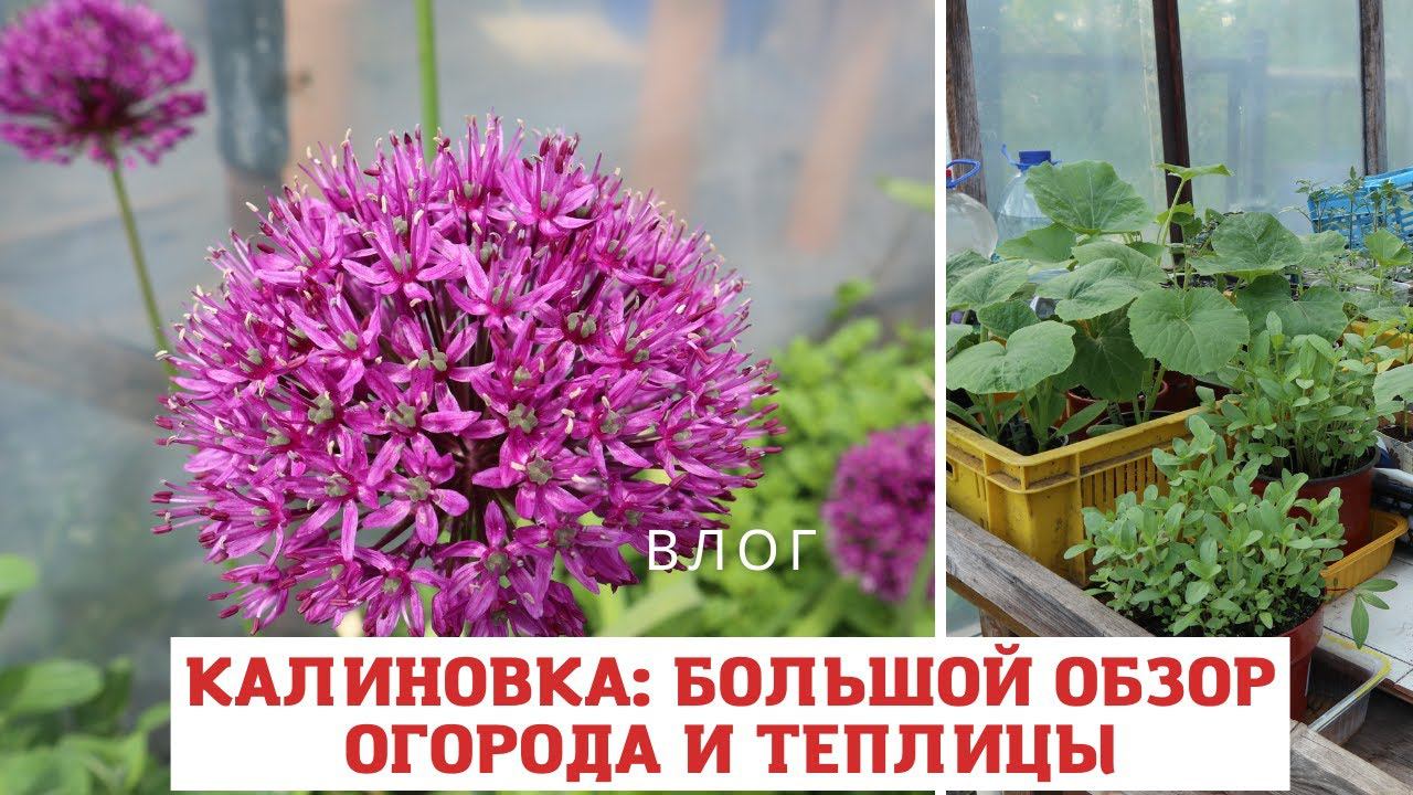 КАЛИНОВКА: большой обзор огорода и теплицы с рассадой смотреть онлайн