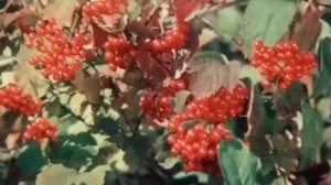 Моя печалинка.