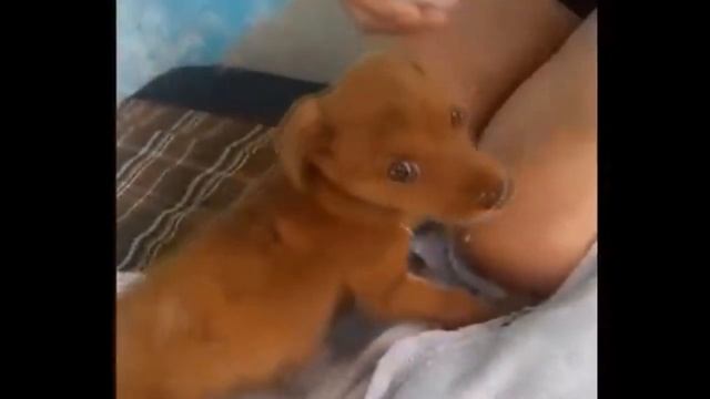 Собака мать отчаянно умоляла прохожих спасти ее умирающего щенка... смотреть онлайн