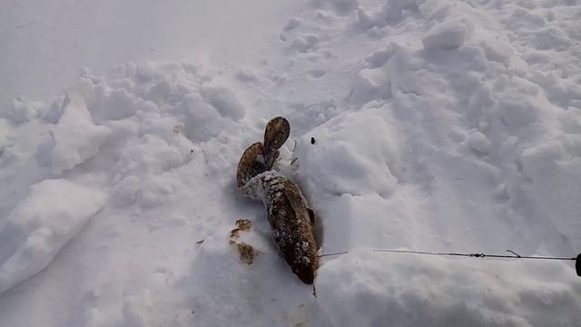 рыбалка на налима смотреть онлайн