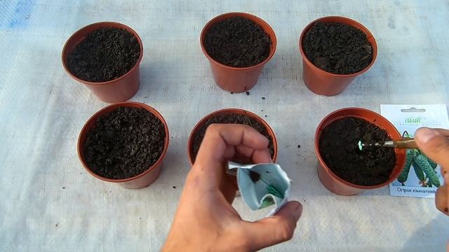 Выращивание огурцов на подоконнике зимой / Высаживаем огурцы на рассаду смотреть онлайн