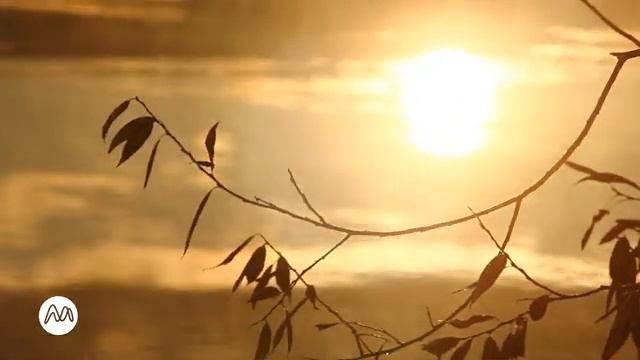 Mysterious Relaxing Music Soft & Pulsating Melodies for Yoga, Exercise, Study & Spa [Reflections] смотреть онлайн
