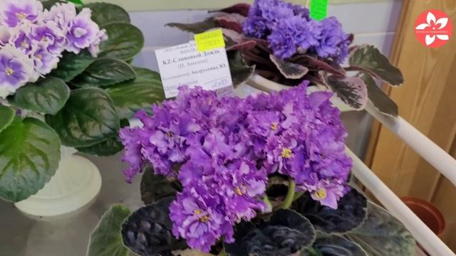 Чудесные сортовые фиалки. Обзор выставки «Московская Фиалка» смотреть онлайн