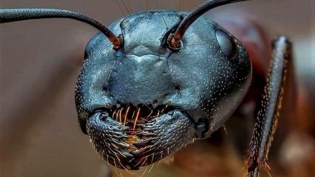 Муравей - трудяга