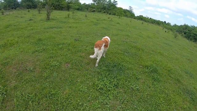 Пёс Граф/Встреча с опасностью смотреть онлайн