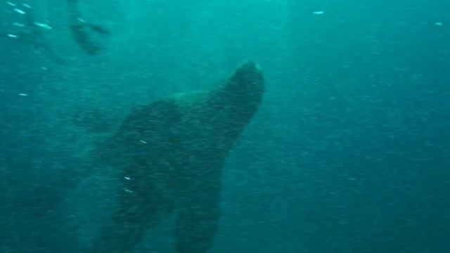 Афина. Приглашение в подводное путешествие. 2017 смотреть онлайн