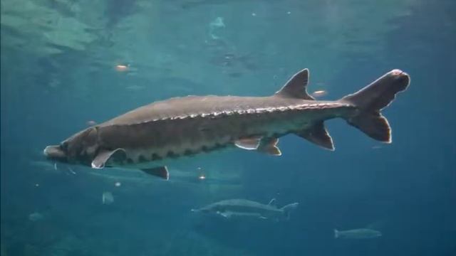 Охрана природы Давайте сохраним смотреть онлайн