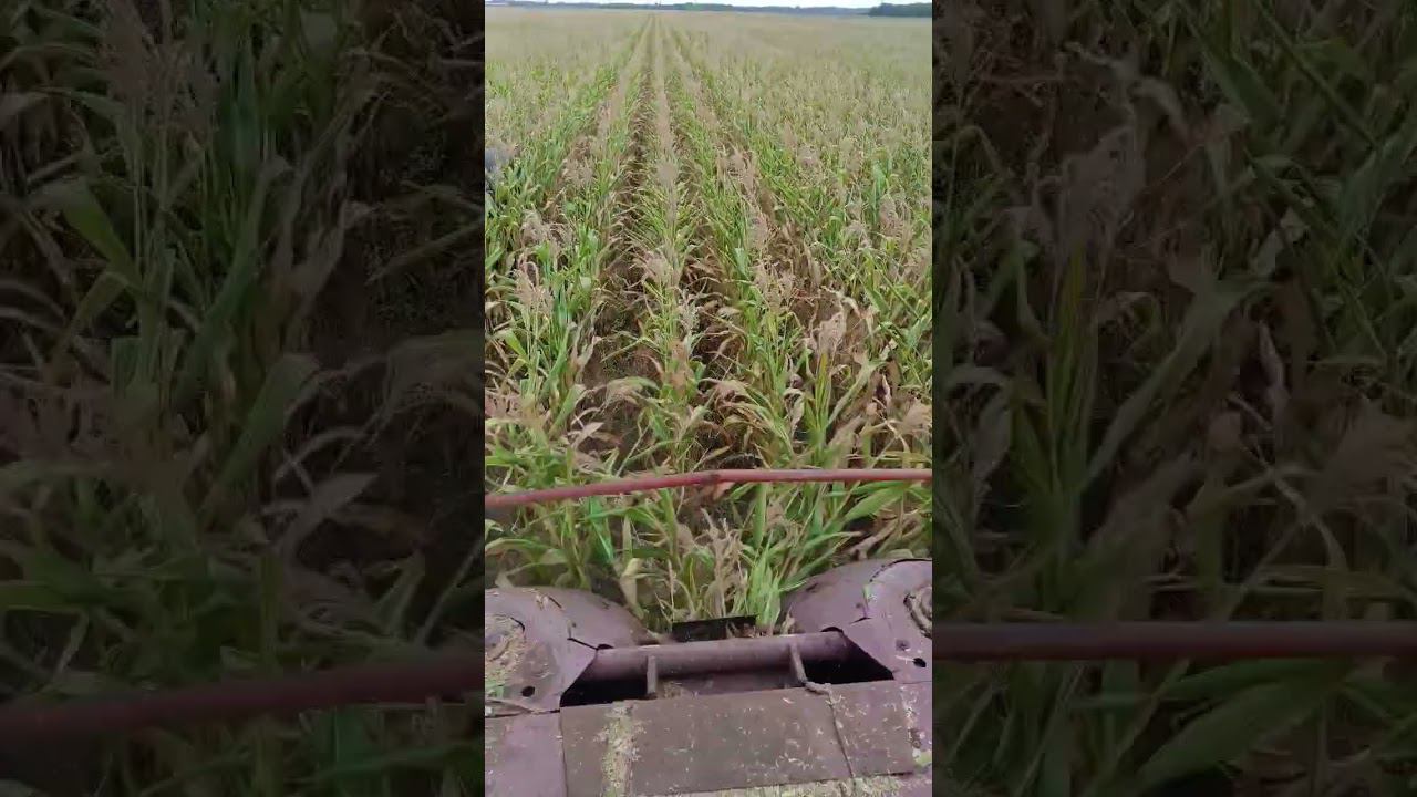 Уборка кукурузы на силос 2023 смотреть онлайн