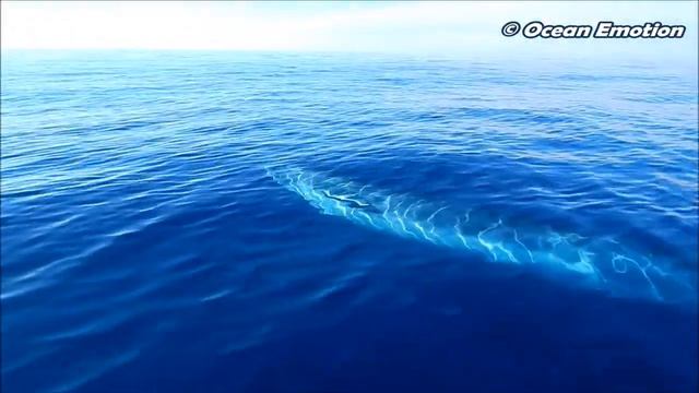 Азорские острова - Наблюдение за китами - подводные съемки смотреть онлайн