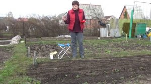 Сеем морковь вместе с редисом