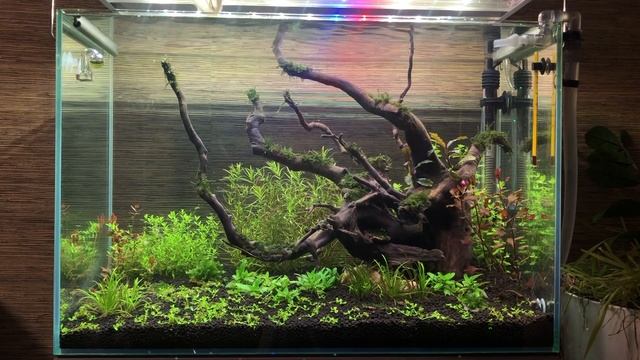 Скейп на сойле с корягой 72 литра через неделю и новые жители смотреть онлайн