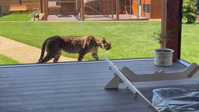 Саша и Герда собирают гамак для котов! смотреть онлайн