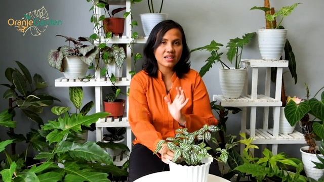 Ini Dia Pilea Cadierei