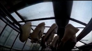 ГРУДИНКА Горячего копчения + РЕЦЕПТ! Сало и грудинка горячего копчения