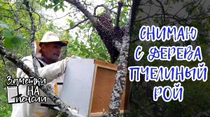 Как снять с дерева и заселить рой пчел на пасеке #пчёлы #рой