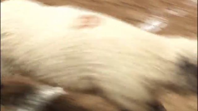 Mutton Busting - ABC Rodeo смотреть онлайн