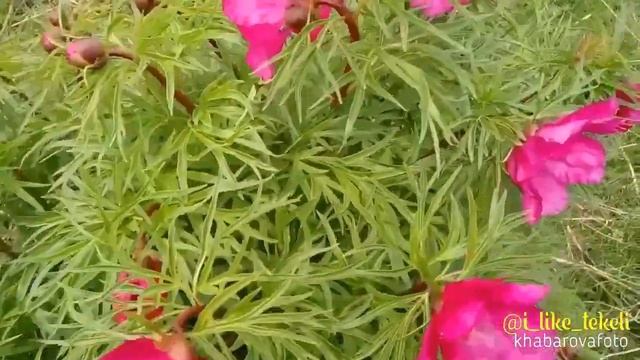 ТЕКЕЛИ. МАРЬИН КОРЕНЬ . смотреть онлайн