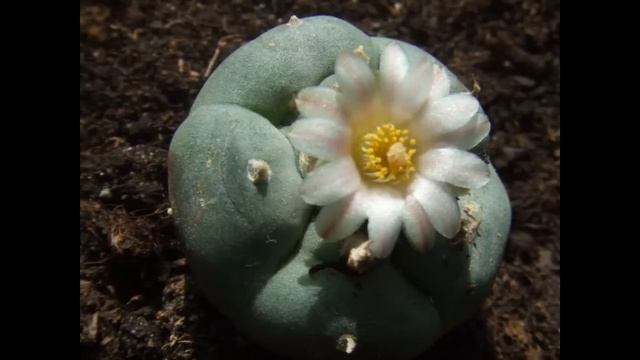Lophophora williamsii (with translation text) смотреть онлайн