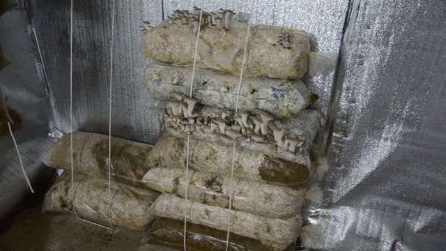 гирлянды для различных тестов субстрата