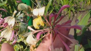 Жимолость приморская Арлекин.Эффектная многолетняя лиана .Красивый сад.