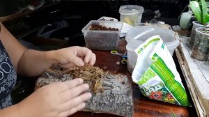 Посадка мини орхидеи толумнии двумя способами.