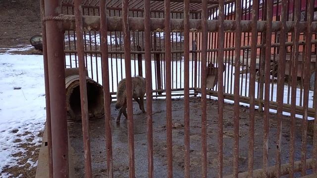 ВОЛК В НЕВОЛЕ смотреть онлайн