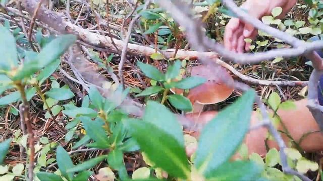 Boletus Pinophilus, boletus Edulis y Cantharellus cibarius...... смотреть онлайн