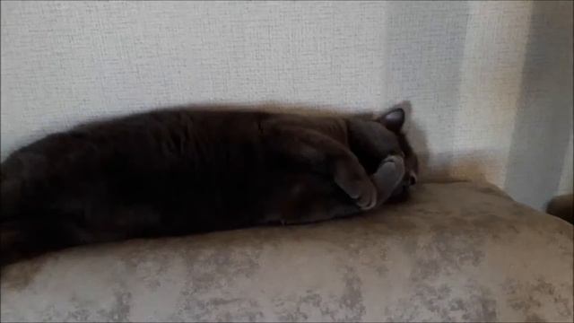 Вечерние игры кошки Мышки  Cat Named Mouse