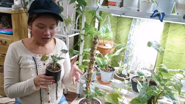 MY SYNGONIUM COLLECTIONS | Care Tips | How To Grow
