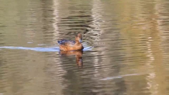 Eurasian wigeon / Свиязь / Anas penelope смотреть онлайн