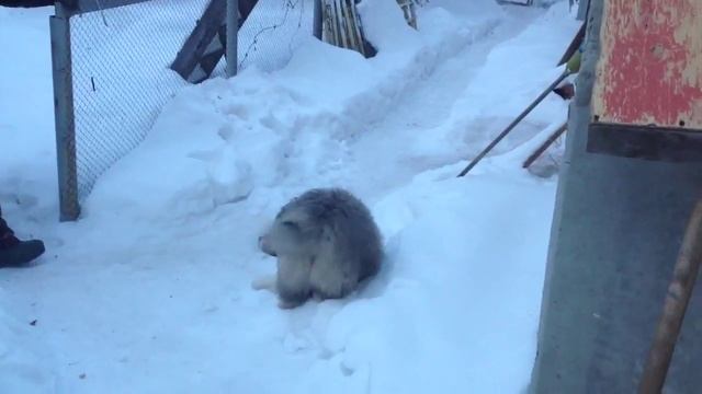 Кавказская овчарка 4 месяца . Успех.