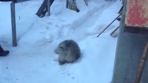 Кавказская овчарка 4 месяца . Успех.