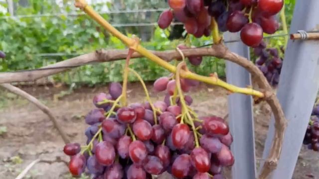 ВИНОГРАД ЗОРЯ НЕСВЕТАЯ 2018 смотреть онлайн