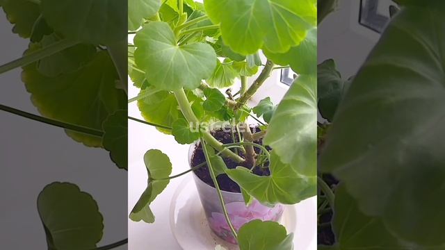 Герань или Журавельник. Желтеют листья. Почему? смотреть онлайн