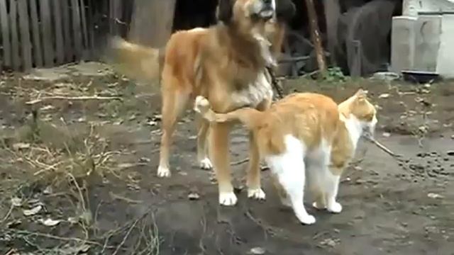 Кот и Пёс - друзья навсегда! / Cat and Dog - Friends Forever! смотреть онлайн