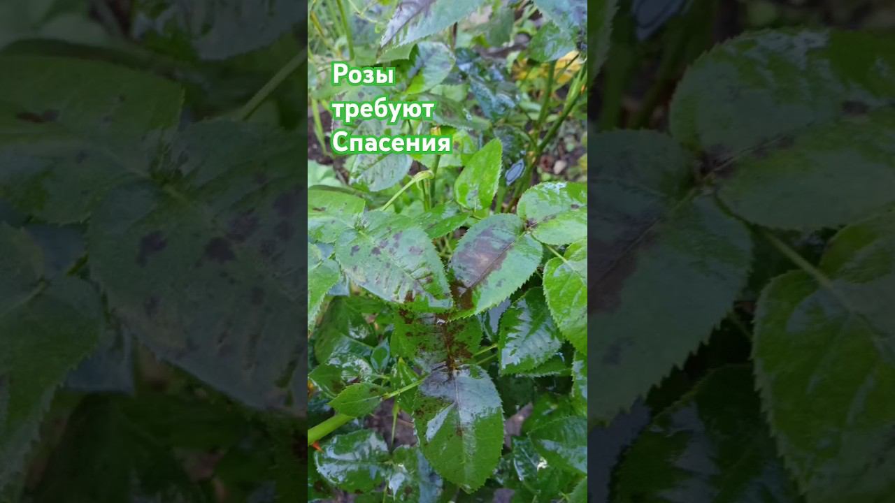 как спасти розы.#rose #garden #shorts смотреть онлайн