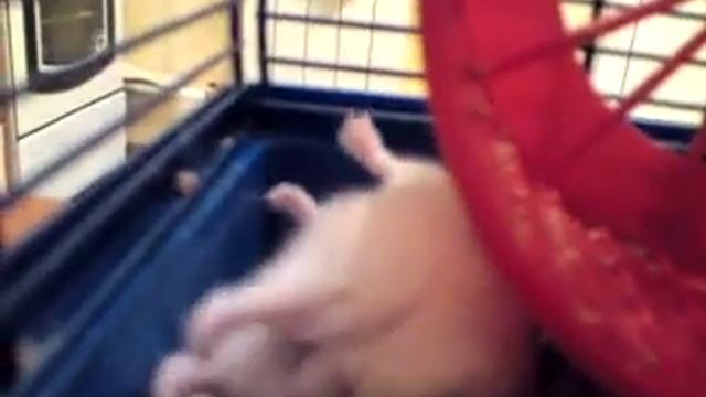 Спящий хомяк смотреть онлайн
