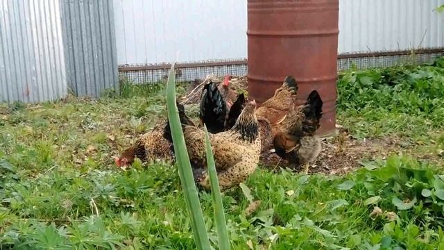 КУЧИНСКИЕ ЮБИЛЕЙНЫЕ НА СВОБОДЕ достойная порода кур