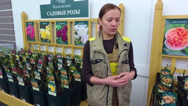 Саженцы роз: выбор, хранение, высадка и уход | Советы биолога смотреть онлайн
