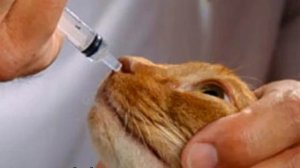 Кот чихает: причины, что делать в домашних условиях