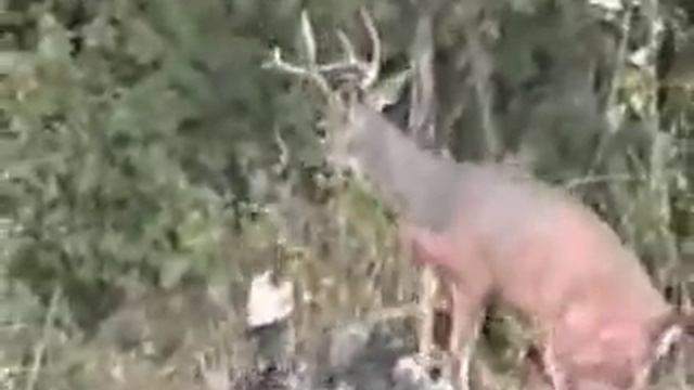 Whitetail Deer attacks Hunter смотреть онлайн