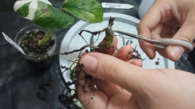 Пересадка #3 Монстера Адансона Индо Минт, Адансона Архипелаго Гост, Монстера Лехлериана Вариегатная смотреть онлайн